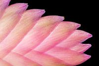 Abstract plant