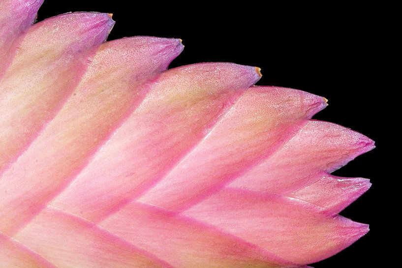 Abstract plant by Harro Schuringa