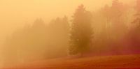 Wald im Nebel am Abend