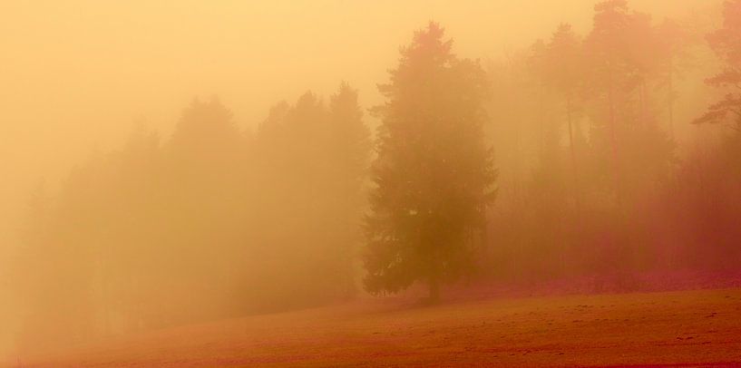 Forest in the fog in the evening by art559