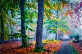 Brouillard dans la forêt en automne sur eric van der eijkj