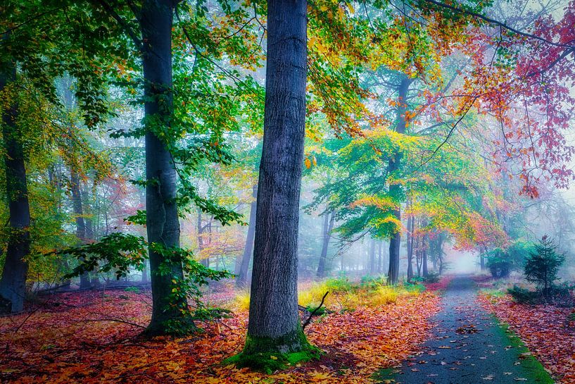 Fog in the forest during autumn by eric van der eijk