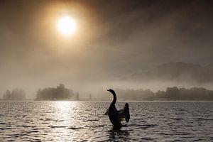 Schwan im Gegenlicht