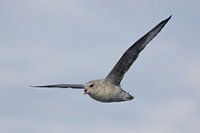 Noordse stormvogel in glijvlucht