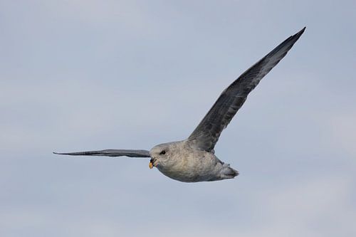 Nördlicher Eissturmvogel im Gleitflug