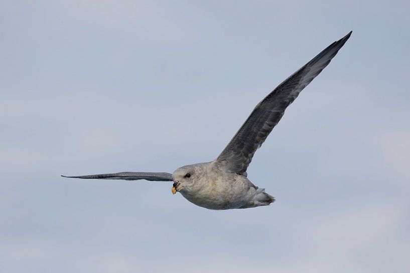 Northern fulmar in gliding flight by AylwynPhoto