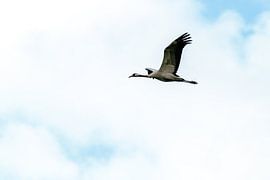 Europese kraanvogel by Kevin van den Hoven