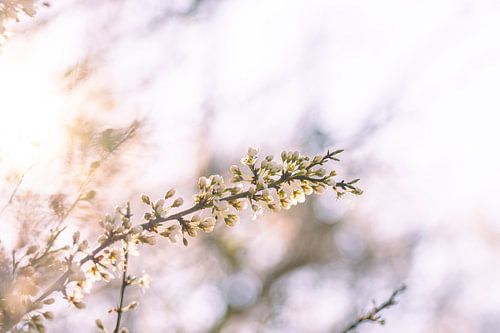 bloemen