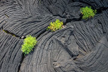 Lava von Antwan Janssen