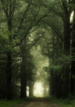 Guten Morgen (Nebliger Sommerwald) von Kees van Dongen