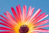 Stralend ijsbloemetje.