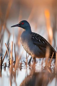 Waterral in het riet bij het water van Poster Art Shop