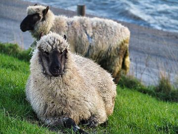 Schafe von Atelier Liesjes