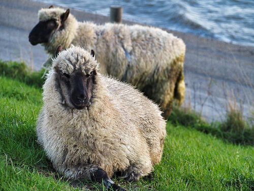 Schapen op Texel