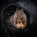 Squirrel with walnut in a hollow tree trunk. by Albert Beukhof thumbnail