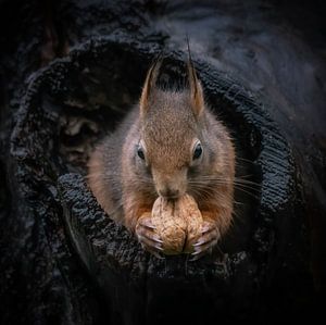 Eichhörnchen mit Walnuss in einem hohlen Baumstamm.