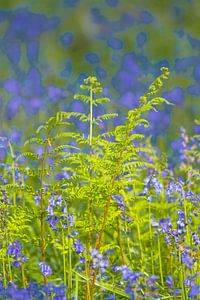 Farn in Nahaufnahme in einem Bluebell-Wald