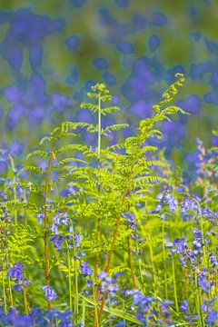 Fern close up in a Bluebell forest by Sjoerd van der Wal Photography