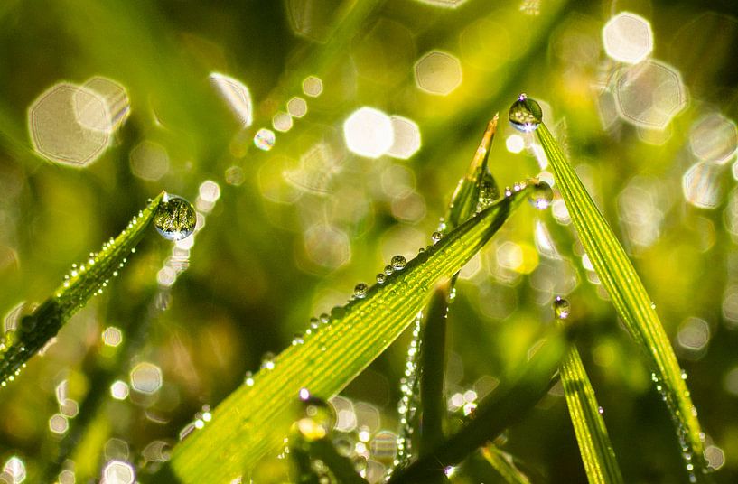 Dew Drops by Frans Scherpenisse