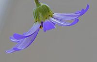 Blume