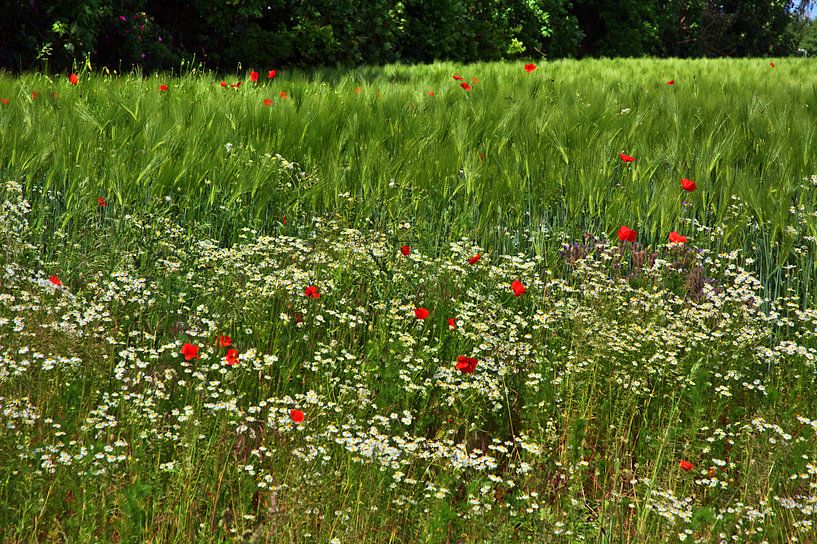 Fleurs sauvages 1 par Edgar Schermaul