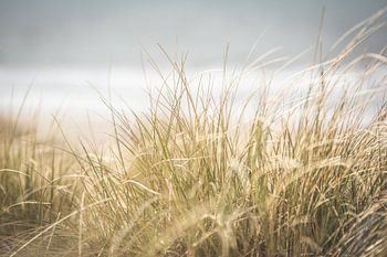 Gros plan sur l'herbe des dunes sur la côte néerlandaise