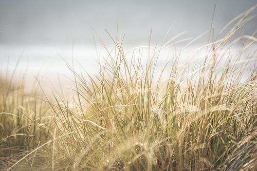 Gros plan sur l'herbe des dunes sur la côte néerlandaise