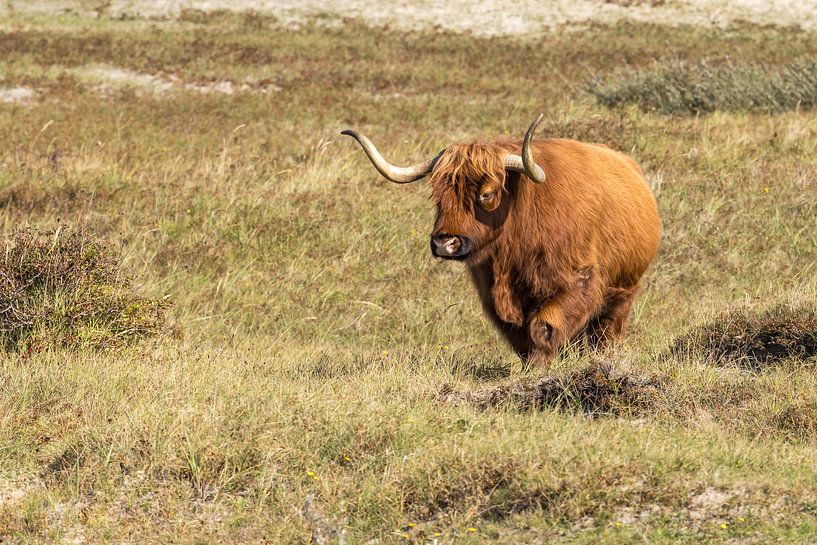 Ein Schtose Highlander in den Dünen von Menno Schaefer