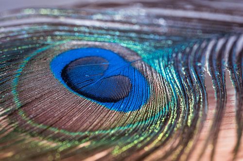 Pfauenfeder von Ingrid van Wolferen