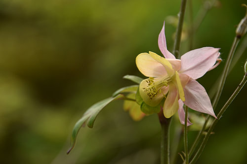 Soort Orchidee