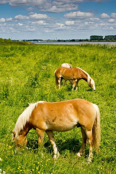 Horses in the floodplains by René Weijers