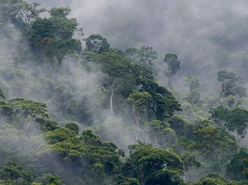 Mist in the mountains of the Atlantic rainforest by Thijs van den Burg