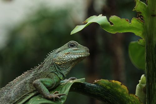 Hagedis op blad
