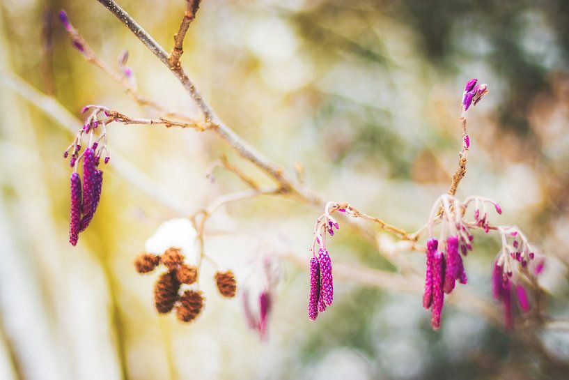 Nature surréaliste par Liberty Biesma