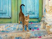 Kätzchen vor einer alten Holztür, Griechenland von Katho Menden Miniaturansicht