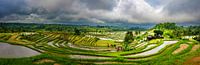 Panorama of the rice fields of Jatiluwih in Bali by Rene Siebring thumbnail