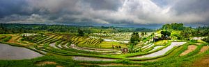 Panorama van de rijstvelden van Jatiluwih in Bali van Rene Siebring