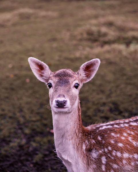 Deer with Character - no. 1 Kindhearted by Deborah de Meijer