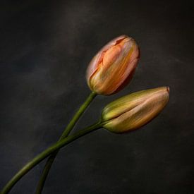 Jeu d'équipe sur Iris van Heusden