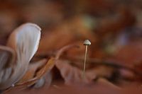 Herfstsfeer 03