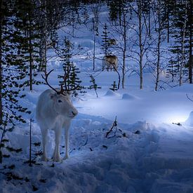 Rendier in de bossen van Fins Lapland van Erik Verbeeck