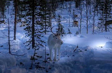 Rendier in de bossen van Fins Lapland van Erik Verbeeck