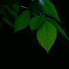 Feuille Verte von Renald Bourque