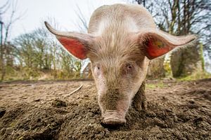 ecological pig #4 von Michiel Leegerstee