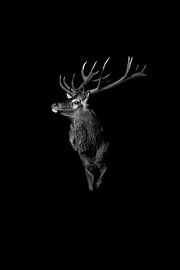 Red deer black & white| low-key by birdwatching_veluwe by Mirjam Boeschen Hospers