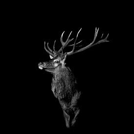 Red deer black & white| low-key by birdwatching_veluwe by Mirjam Boeschen Hospers