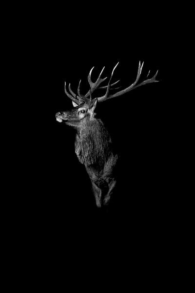 Edelhert in zwart-wit | low-key van birdwatching_veluwe by Mirjam Boeschen Hospers