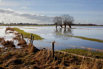 Arbres dans la plaine d'inondation sur Toon de Vos