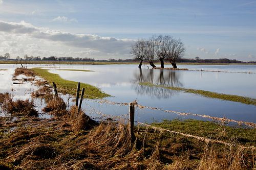 Trees in the floodplain