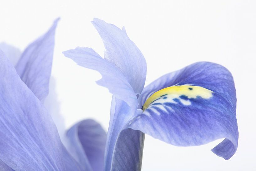 Dwarf Beardless Iris against a white background by Ronald Pol
